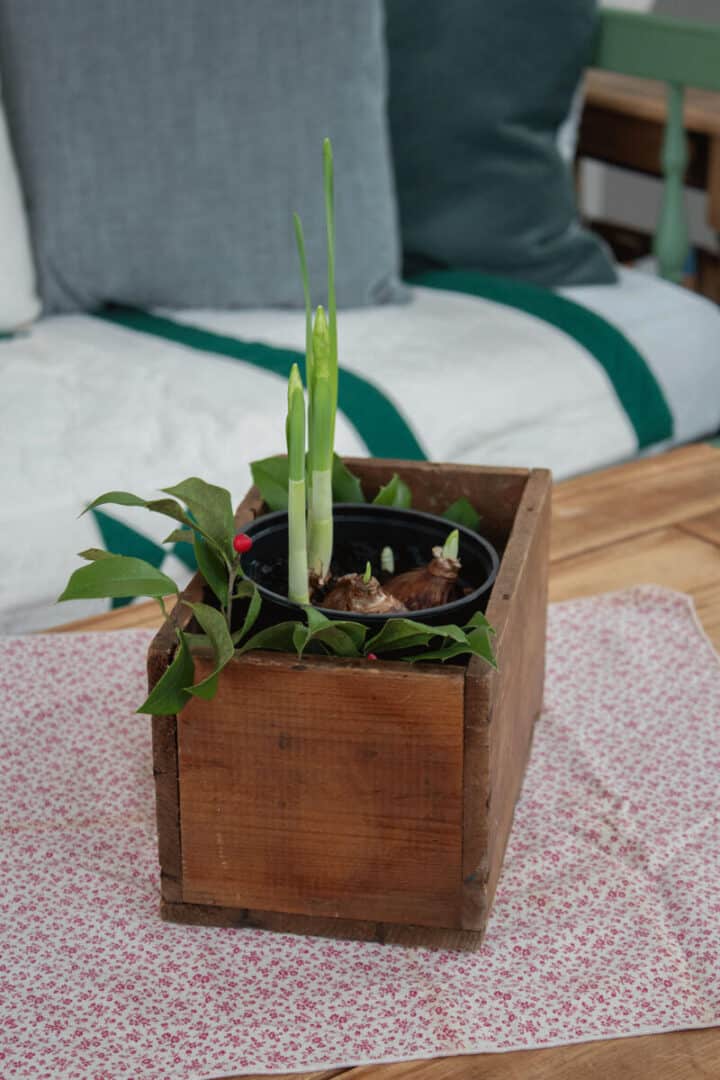diy-container-with-paperwhites-bulbs-720x1080-1 DIY-container-with-paperwhites-bulbs