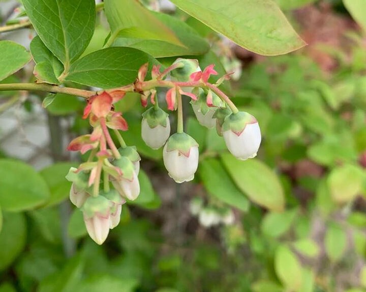easy-gardening-ideas-that-can-transform-your-backyard-in-a-weekend