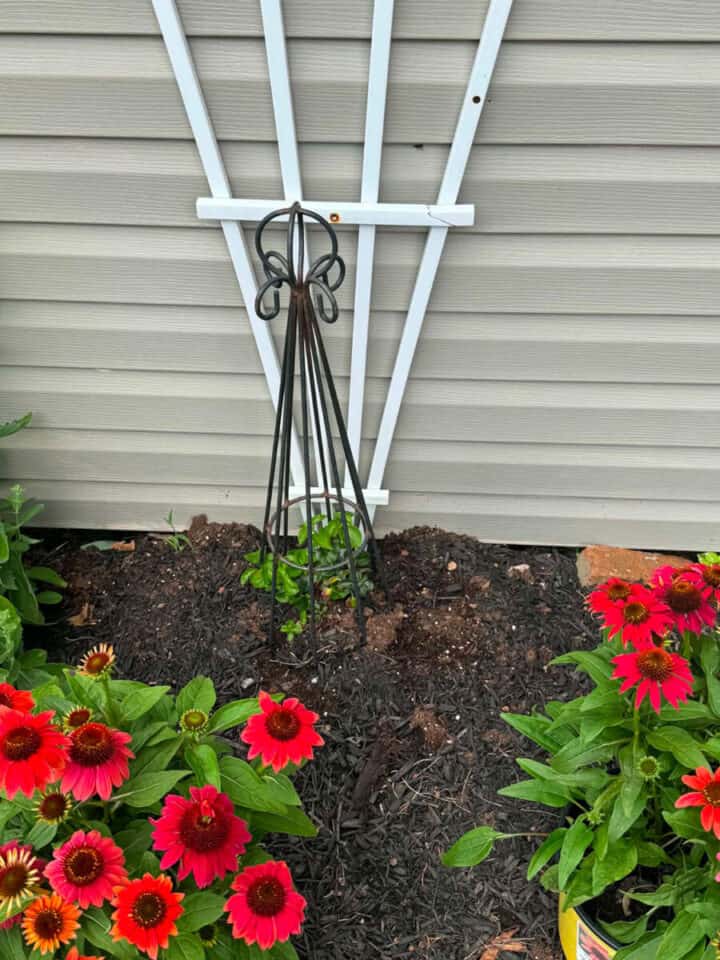 new-planting-climbing-hydrangea-vine-720x960-1 new-planting-climbing-hydrangea-vine