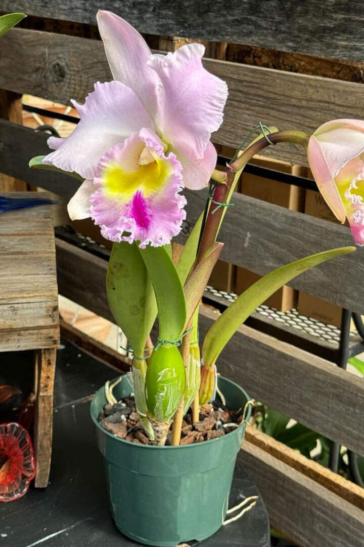 orchid-variety-with-ruffled-leaves