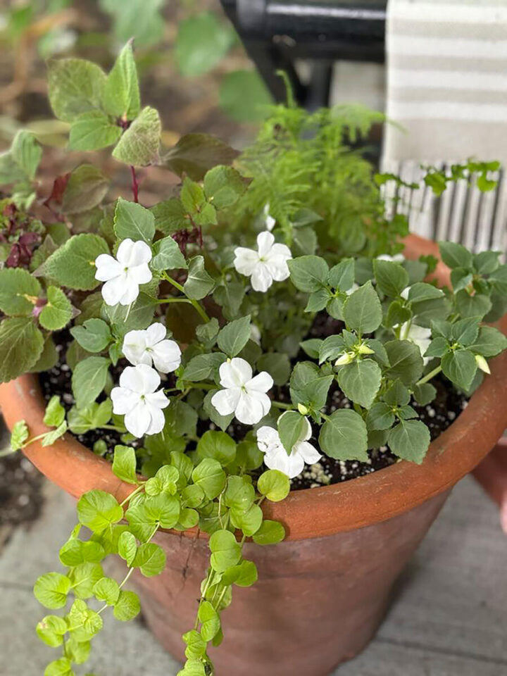 shade-garden-container-ideas