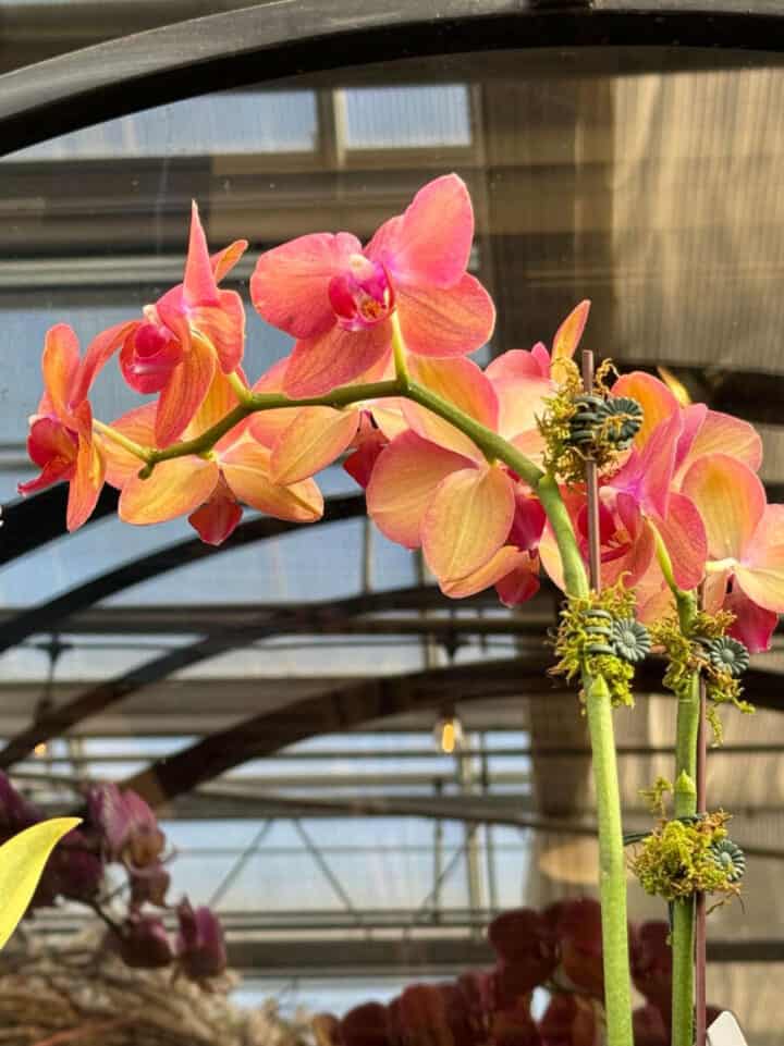 sherbert-colored-orchids