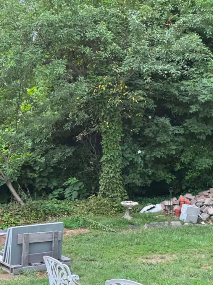 tree-covered-in-ivy-720x960-1 tree-covered-in-ivy